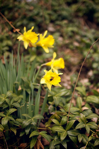 First flower 3