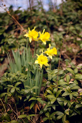 First flower 6