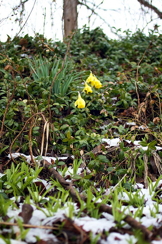 First Flower SNOW 9