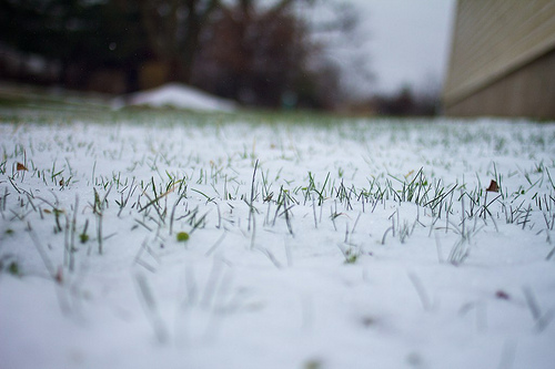 First Flower SNOW 16