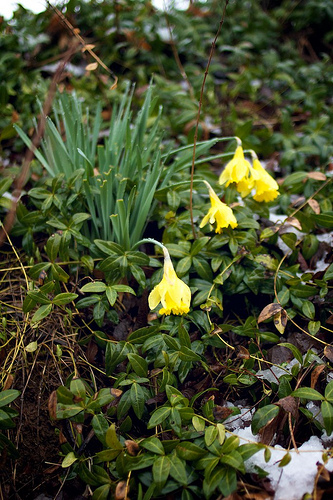 First Flower SNOW 11