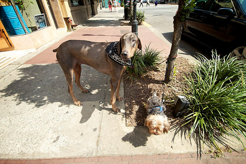 Savannah Sunday 28