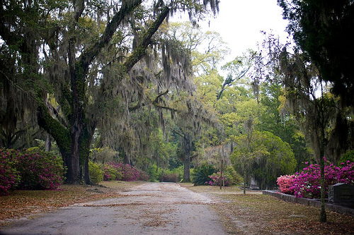 Savannah Monday 5
