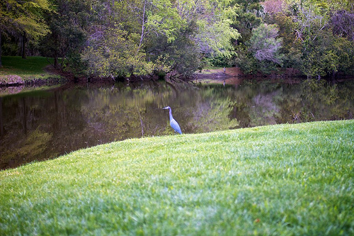Savannah Tuesday 52