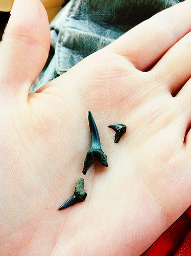 Shark teeth