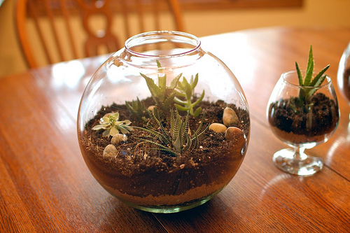 Terrarium 93