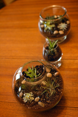 Terrarium 98