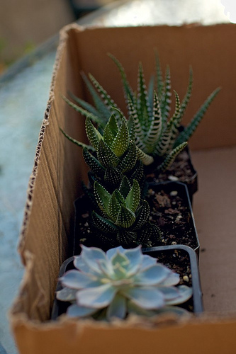 Terrarium 5
